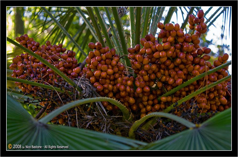 Orto_Botanico_ (07).jpg